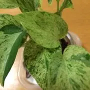 ルナルナ