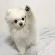 ‪‪♡の画像