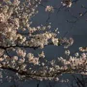 yamaの画像