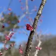 ローズ14の画像