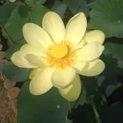 たかなの画像