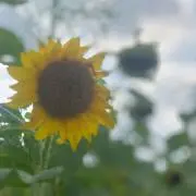 ききの画像