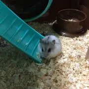 ちえ