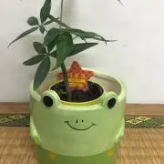 夏のかえるさんの画像
