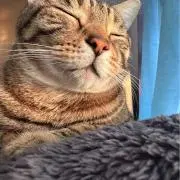 虎太郎