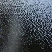 綱