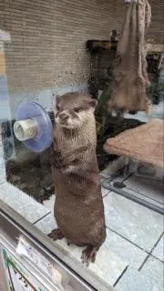 くるとんの画像