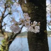 ショ