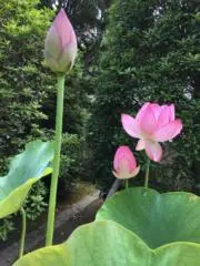 キヨシの画像