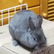 かう