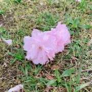 はなはなさんの画像