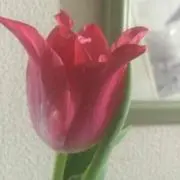 Tulipの画像