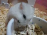 ねぎの画像