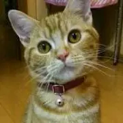 くるみの画像