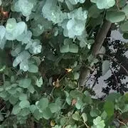 Green.