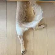ひややっこの画像