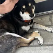 しょっぴーの画像
