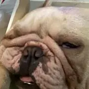 メルプリ