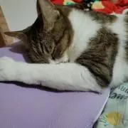 らすか