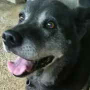 フクロウ