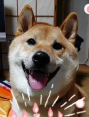 山本ミカの画像