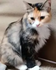 茉莉の画像