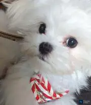 maruの画像
