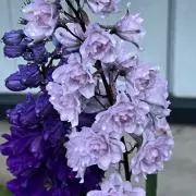 Kuma4721の画像