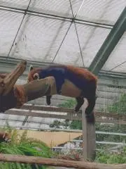 ナダルの画像