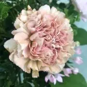 waterの画像