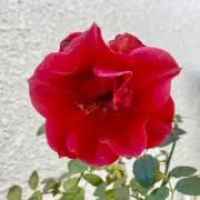 sawataの画像