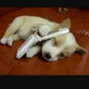 アイル
