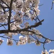 2skrmt2の画像