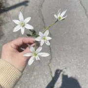 みつはの画像