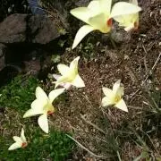 ぷくぽんの画像