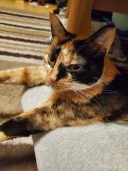 もとちゃんの画像