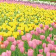 はるの画像