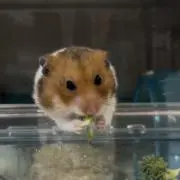 ハムりんの画像