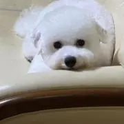 苺だんごの画像