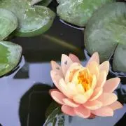 Nobi. Sの画像