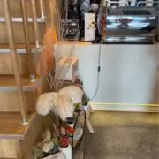 あいの画像