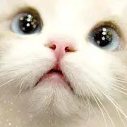 トマたま
