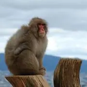 さるの画像