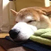 YA-MANの画像