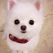 Michi72
