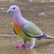 りもみるの画像