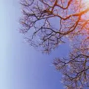 sakiの画像