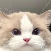 ゆるの画像