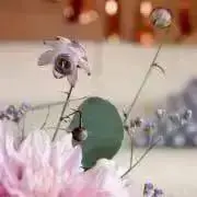 Yoshiの画像