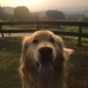 さくらの画像